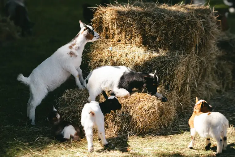 Farm animals in the family area